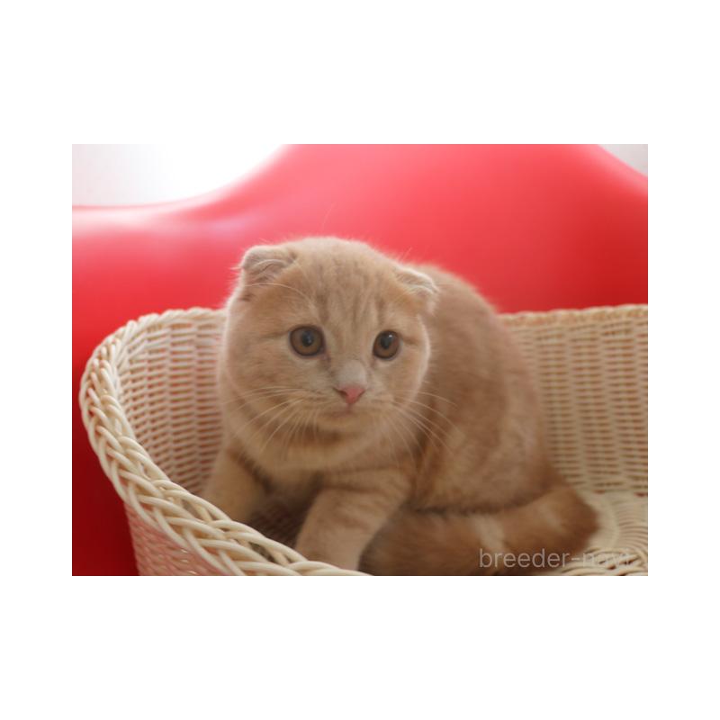 販売中の埼玉県のスコティッシュフォールド(折れ耳)-128370の4枚目