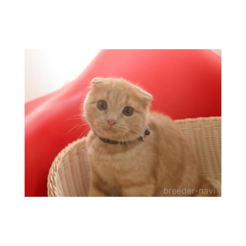販売中の埼玉県のスコティッシュフォールド(折れ耳)-128370の3枚目