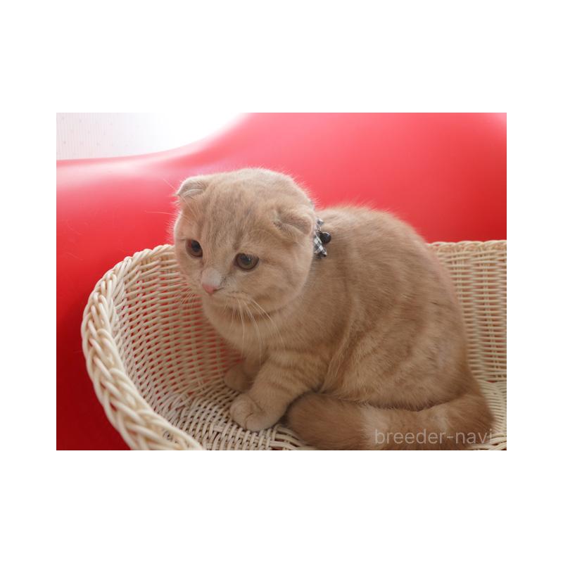 販売中の埼玉県のスコティッシュフォールド(折れ耳)-128370の2枚目