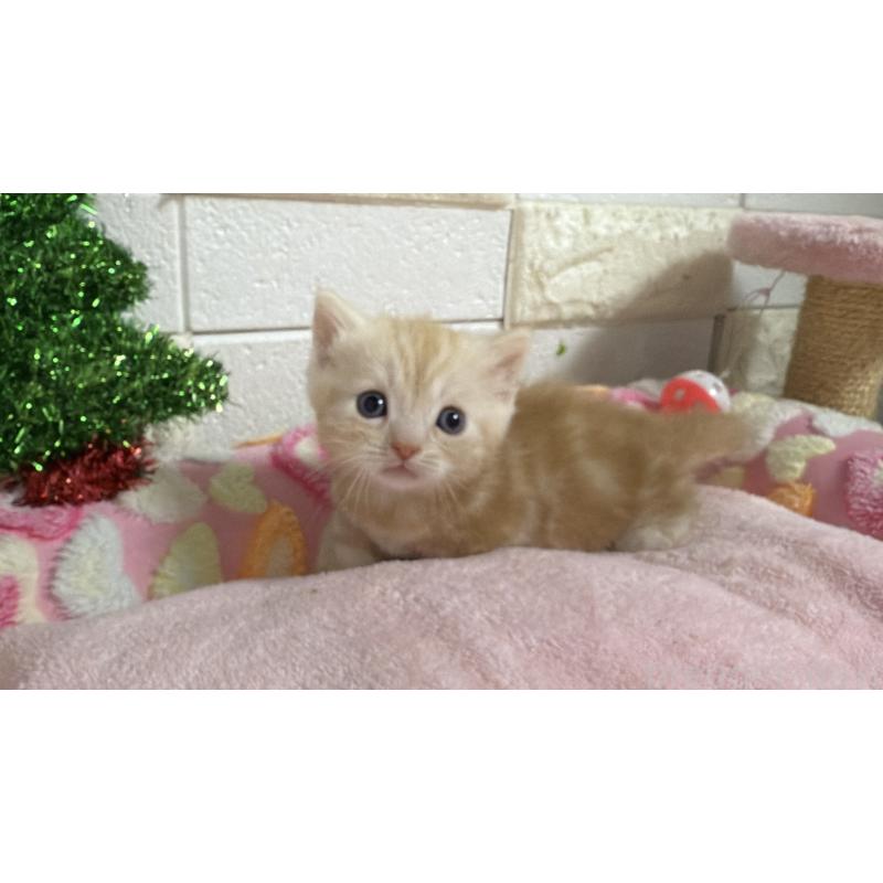 販売中の埼玉県のマンチカン(短足)-133576