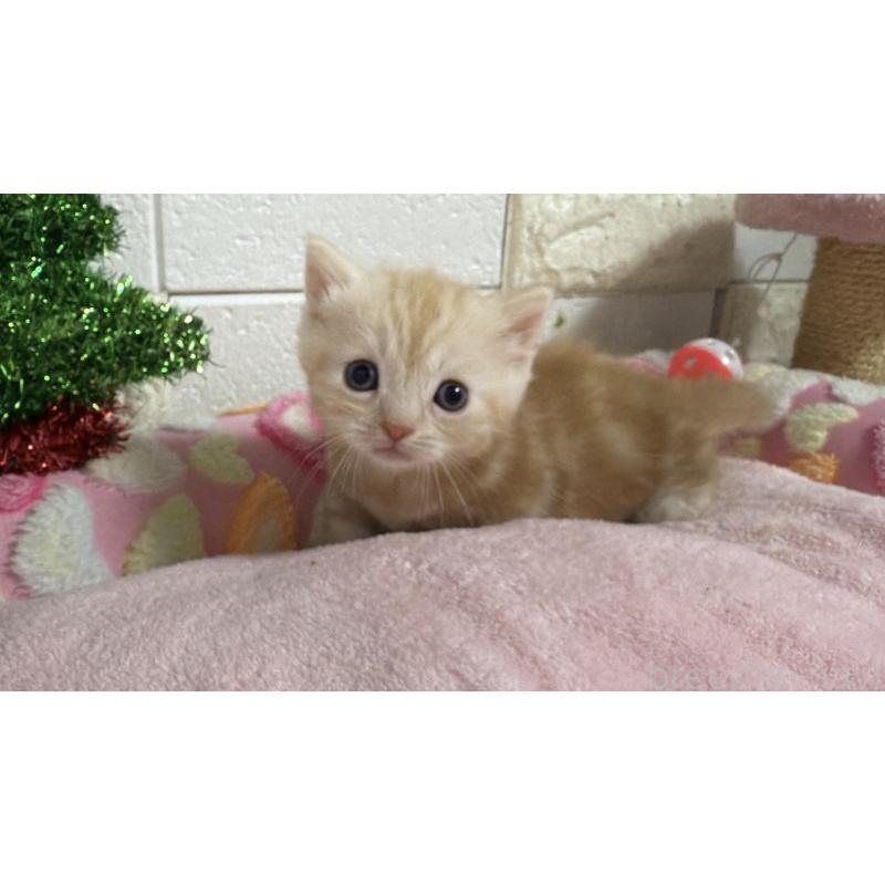 販売中の埼玉県のマンチカン(短足)-133576の12枚目