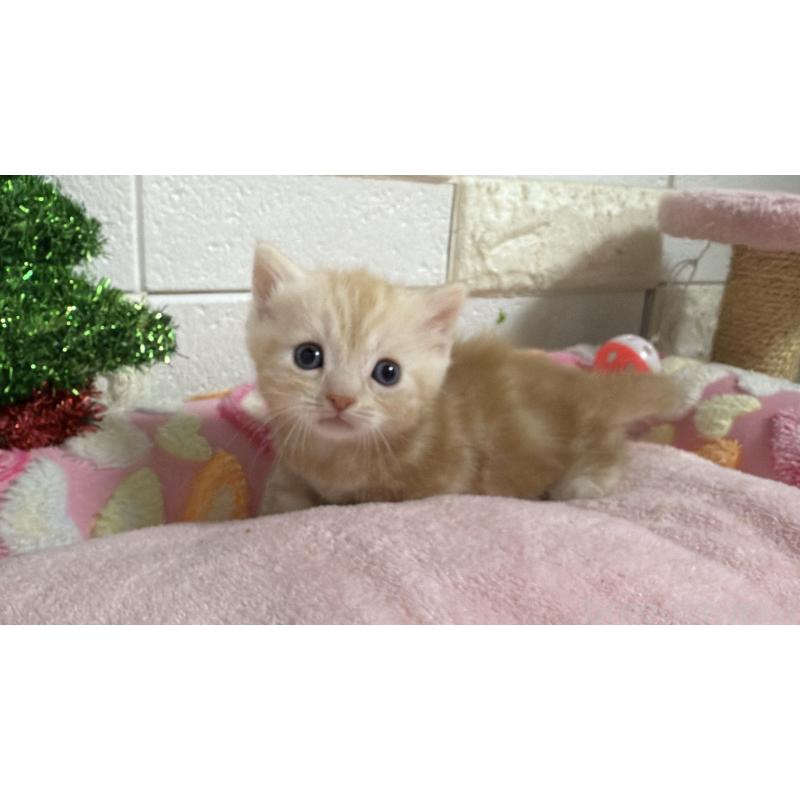 販売中の埼玉県のマンチカン(短足)-133576の11枚目