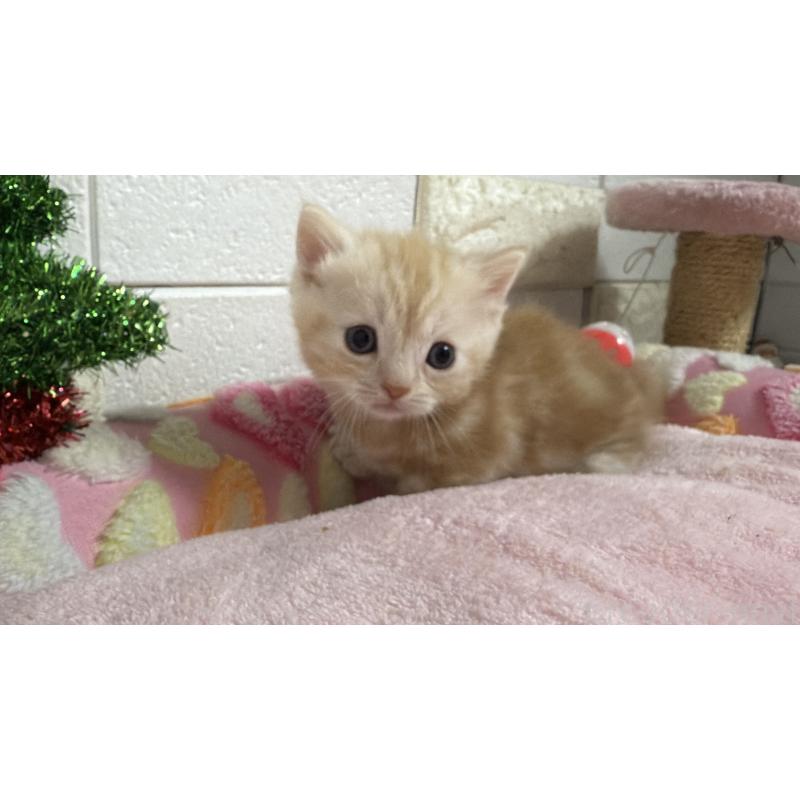 販売中の埼玉県のマンチカン(短足)-133576の10枚目