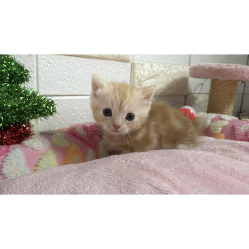 販売中の埼玉県のマンチカン(短足)-133576の9枚目