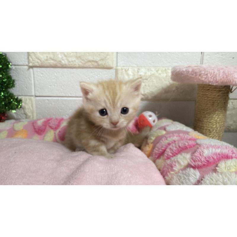 販売中の埼玉県のマンチカン(短足)-133576の8枚目