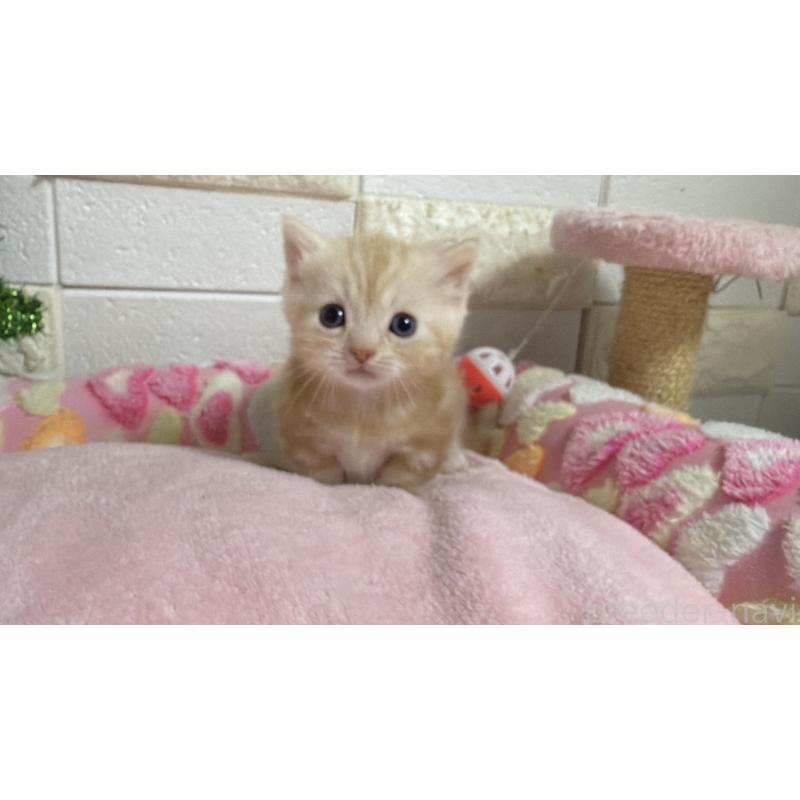 販売中の埼玉県のマンチカン(短足)-133576の7枚目