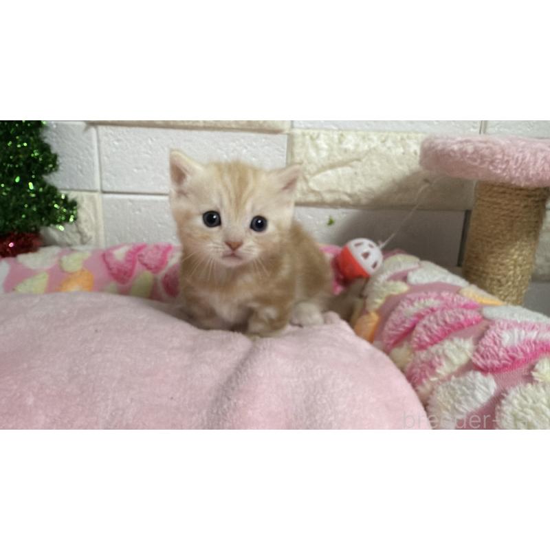 販売中の埼玉県のマンチカン(短足)-133576の6枚目