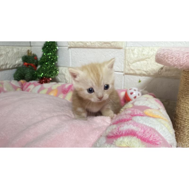 販売中の埼玉県のマンチカン(短足)-133576の5枚目