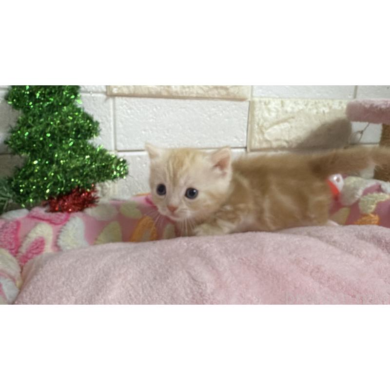 販売中の埼玉県のマンチカン(短足)-133576の4枚目