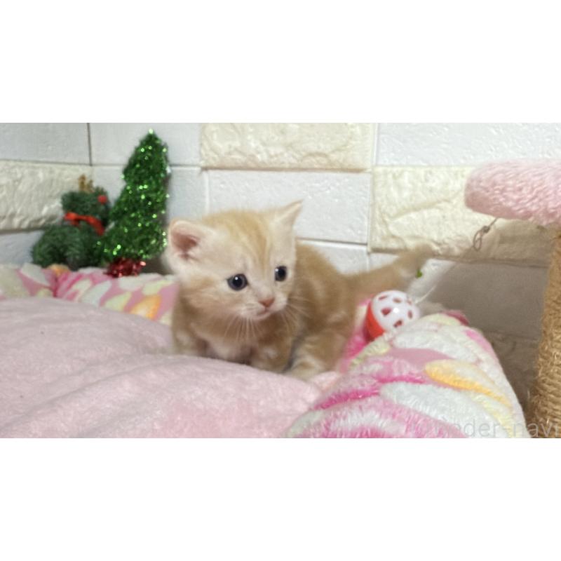 販売中の埼玉県のマンチカン(短足)-133576の3枚目