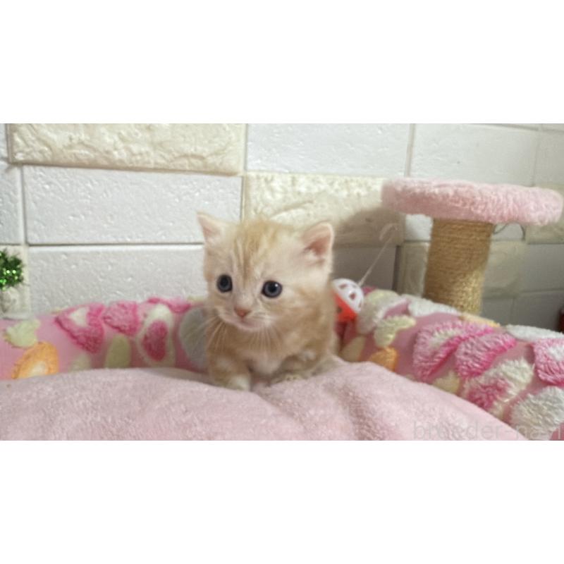 販売中の埼玉県のマンチカン(短足)-133576の2枚目