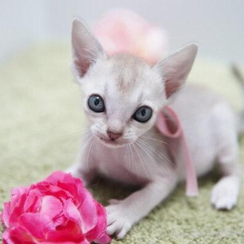 販売中の神奈川県のシンガプーラ-133577の1枚目