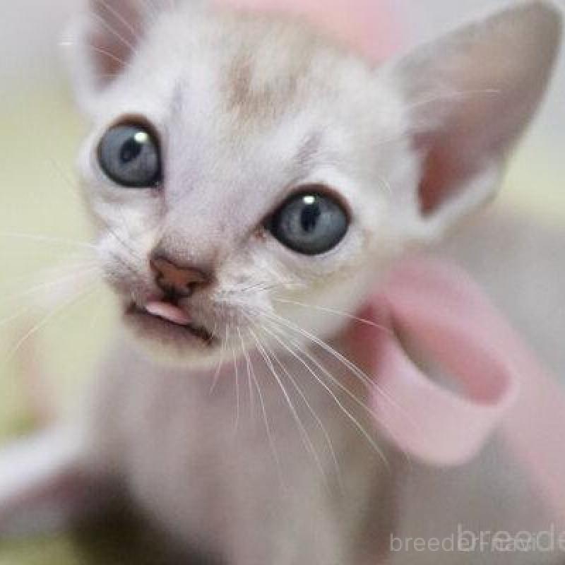 販売中の神奈川県のシンガプーラ-133577の5枚目