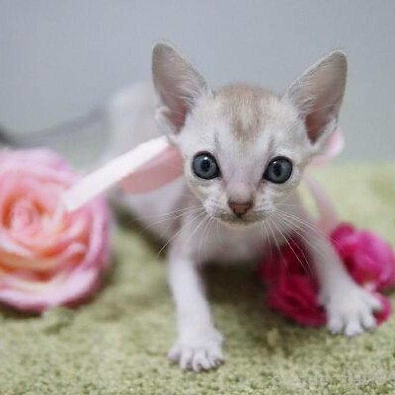 販売中の神奈川県のシンガプーラ-133577の4枚目