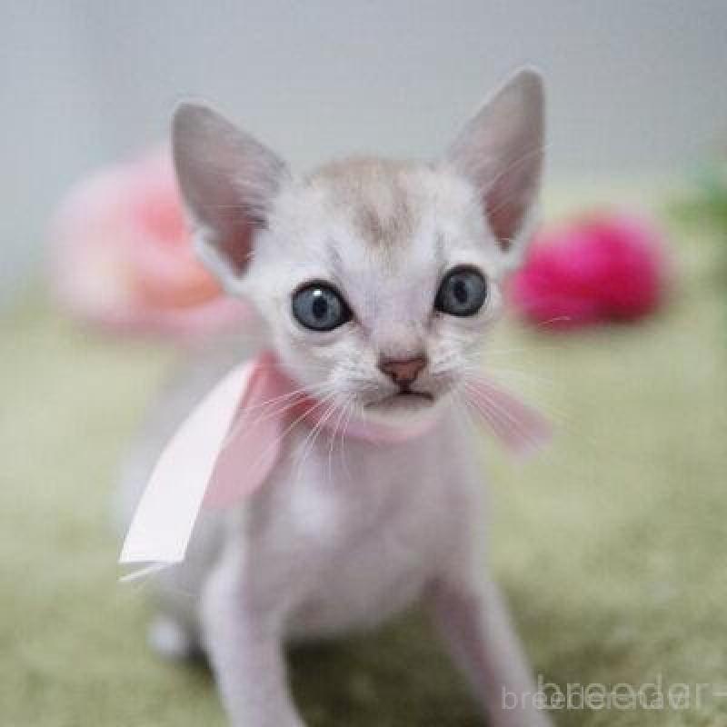 販売中の神奈川県のシンガプーラ-133577の3枚目