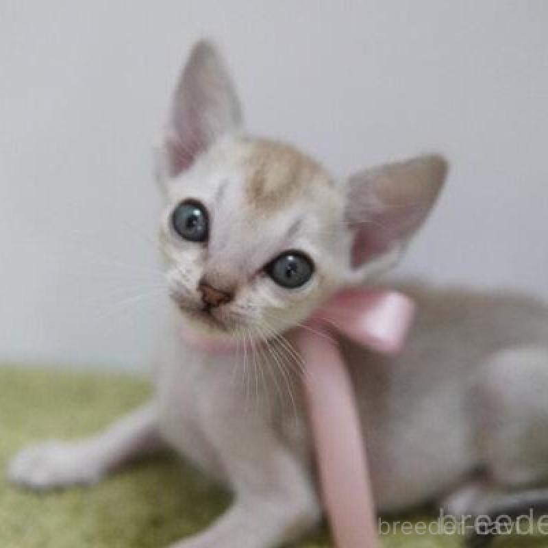 販売中の神奈川県のシンガプーラ-133577の2枚目