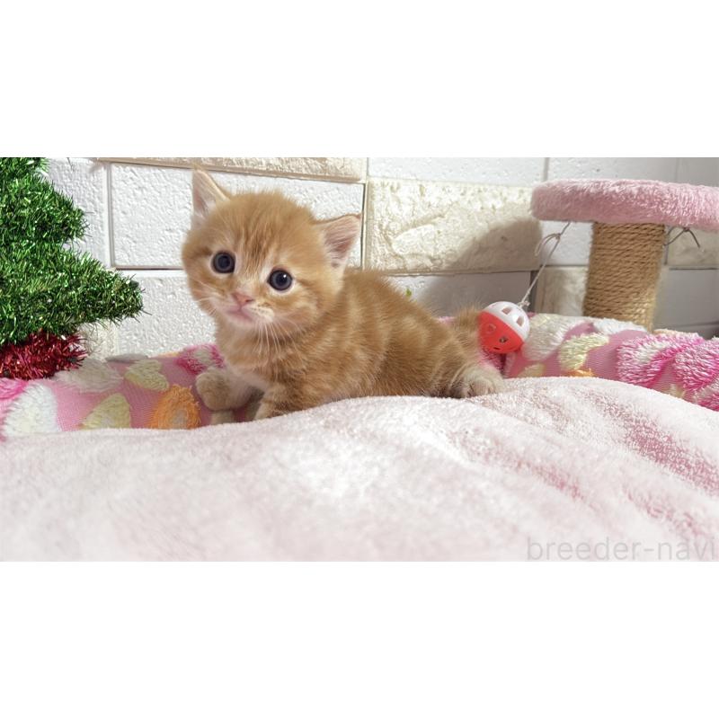 販売中の埼玉県のマンチカン(短足)-133578