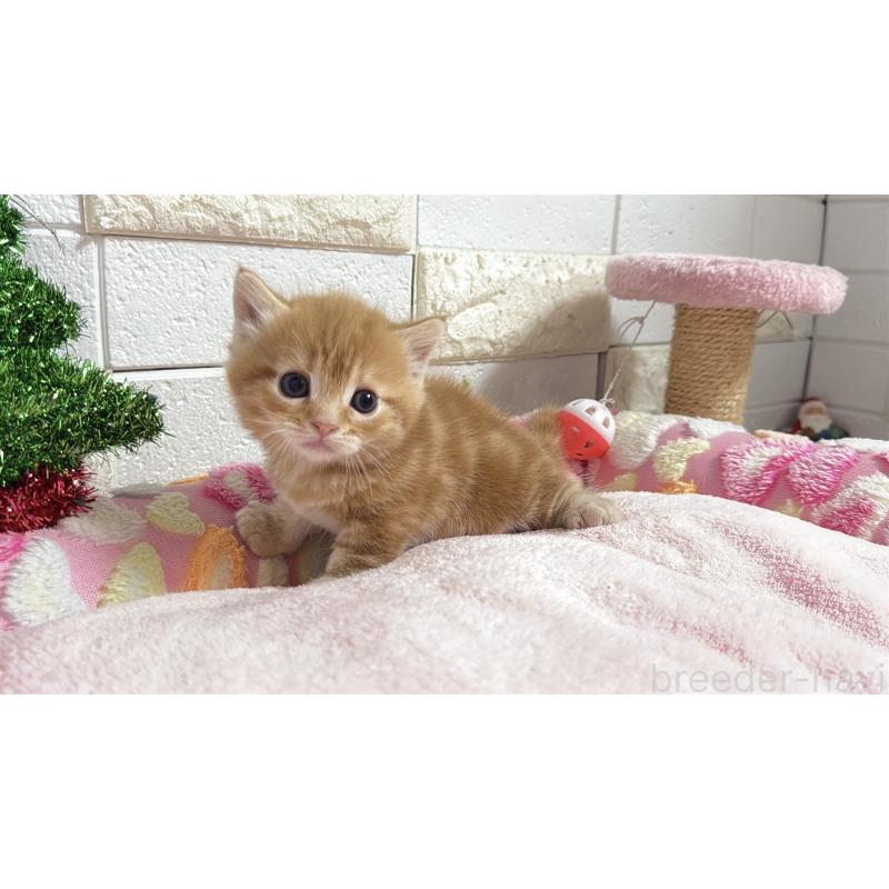 販売中の埼玉県のマンチカン(短足)-133578の22枚目