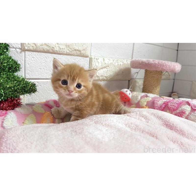 販売中の埼玉県のマンチカン(短足)-133578の21枚目