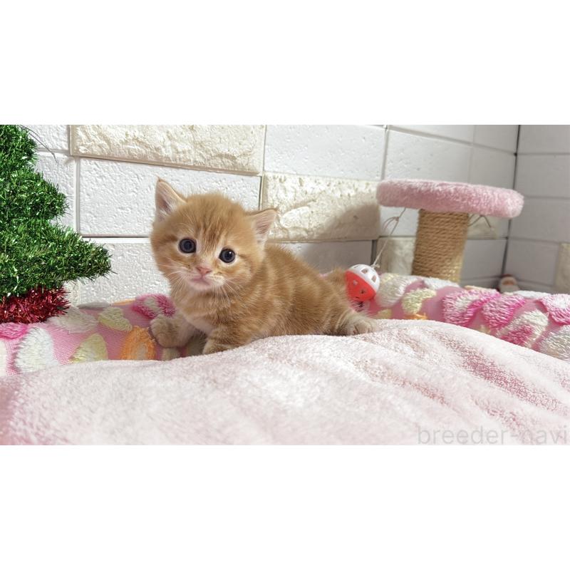 販売中の埼玉県のマンチカン(短足)-133578の20枚目