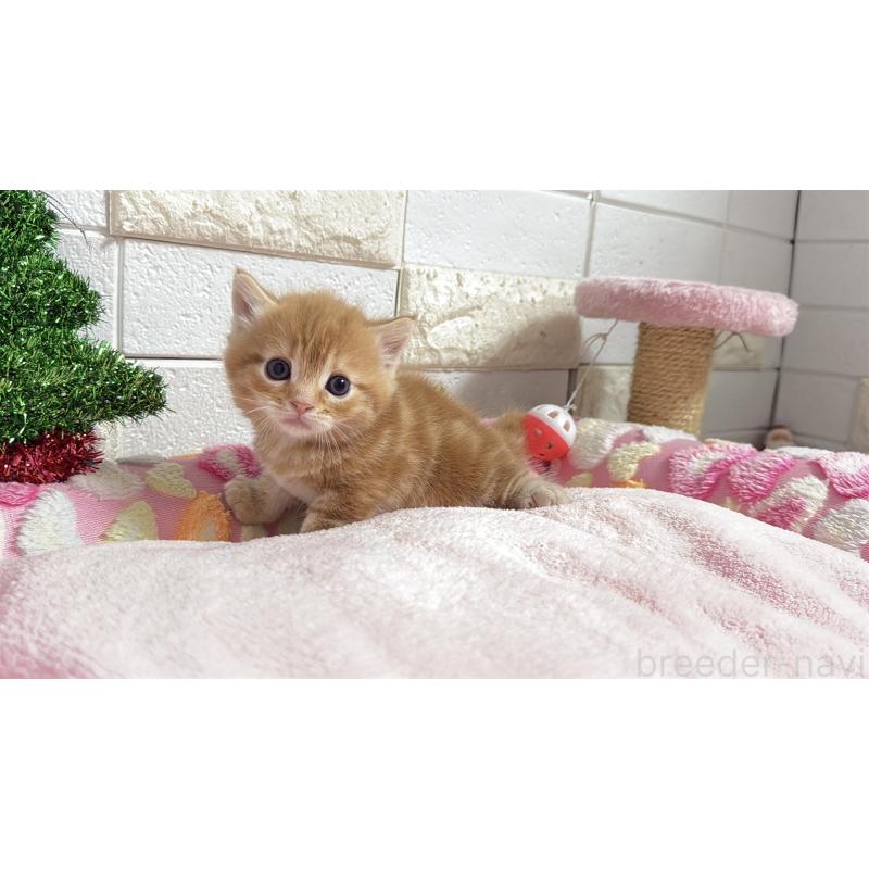 販売中の埼玉県のマンチカン(短足)-133578の19枚目