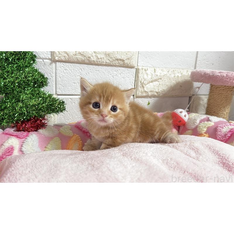 販売中の埼玉県のマンチカン(短足)-133578の18枚目