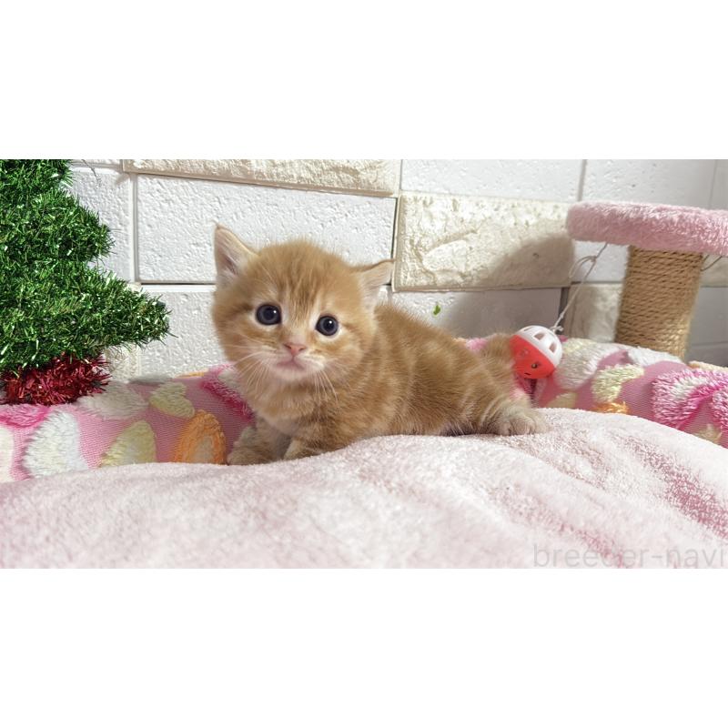 販売中の埼玉県のマンチカン(短足)-133578の17枚目