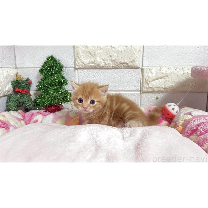 販売中の埼玉県のマンチカン(短足)-133578の16枚目