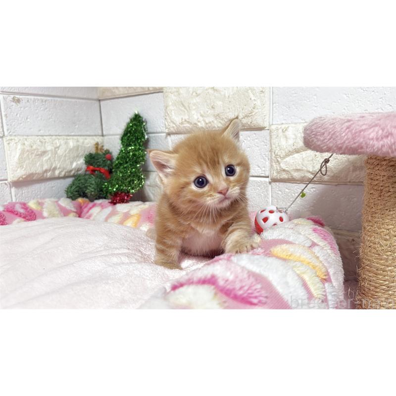 販売中の埼玉県のマンチカン(短足)-133578の15枚目