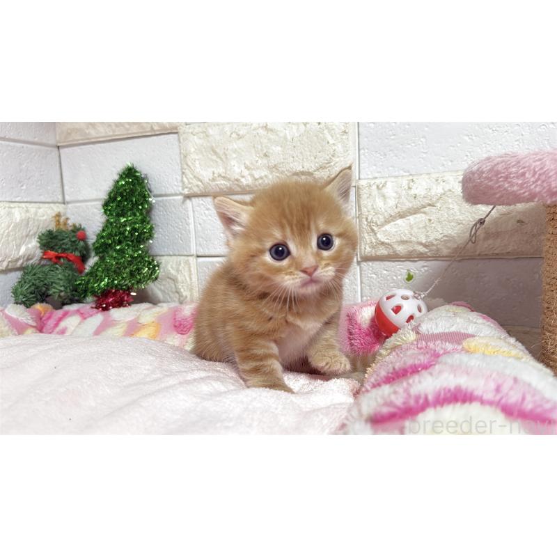 販売中の埼玉県のマンチカン(短足)-133578の14枚目