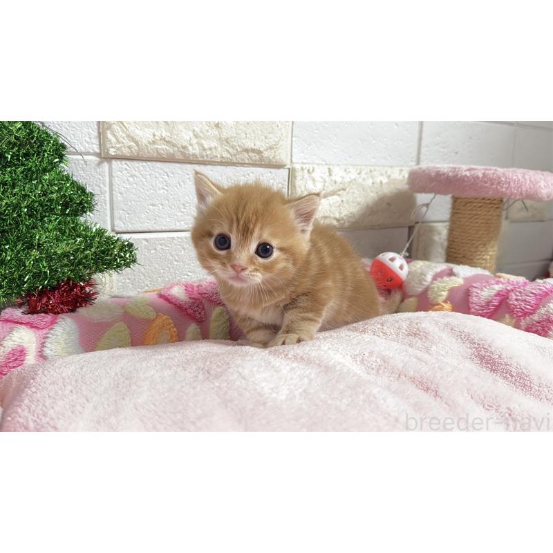 販売中の埼玉県のマンチカン(短足)-133578の13枚目