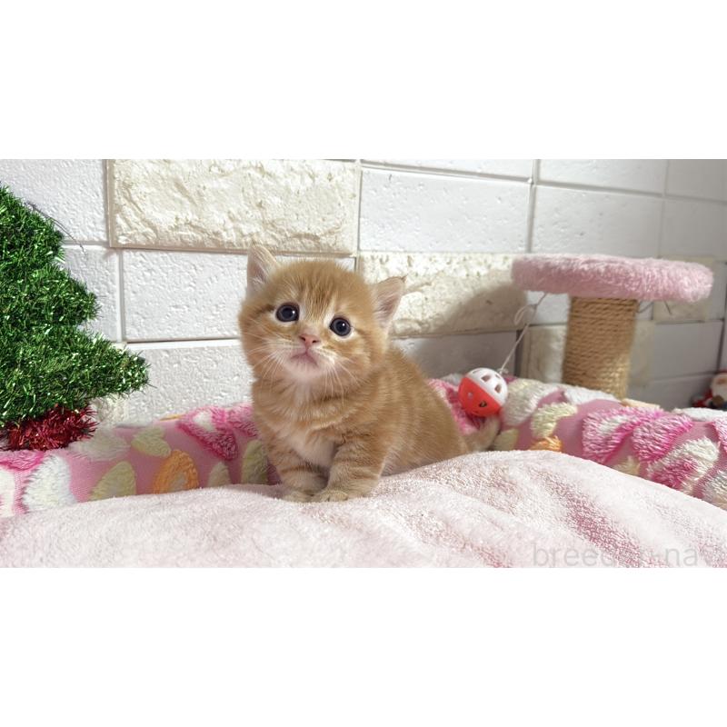 販売中の埼玉県のマンチカン(短足)-133578の12枚目