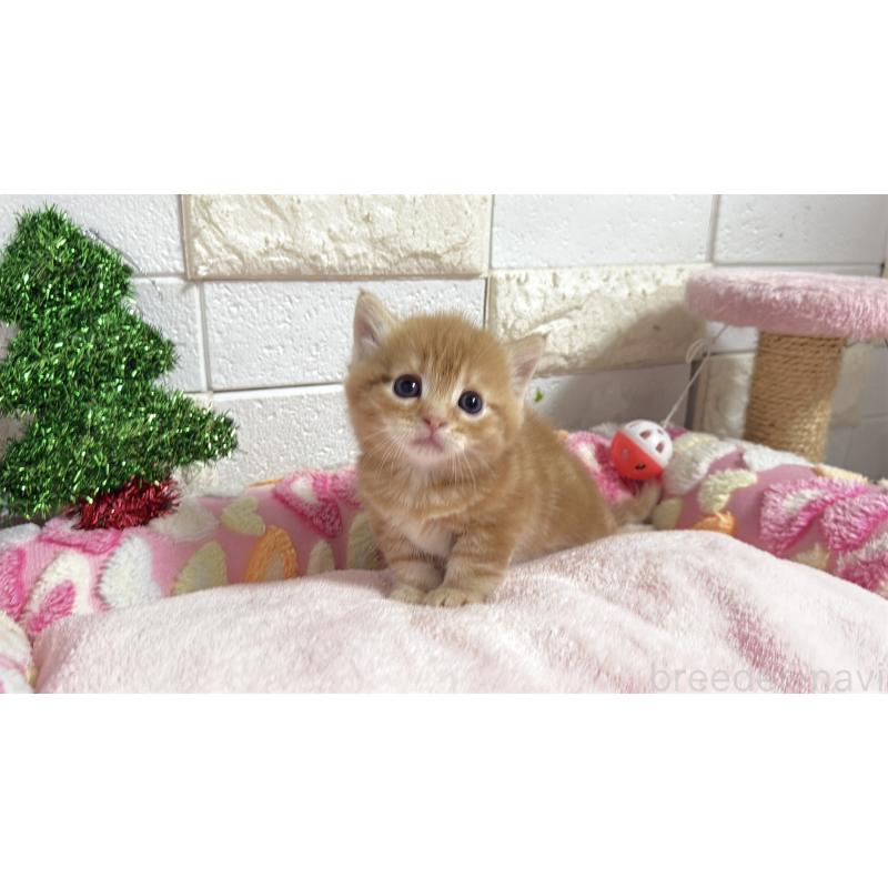 販売中の埼玉県のマンチカン(短足)-133578の11枚目