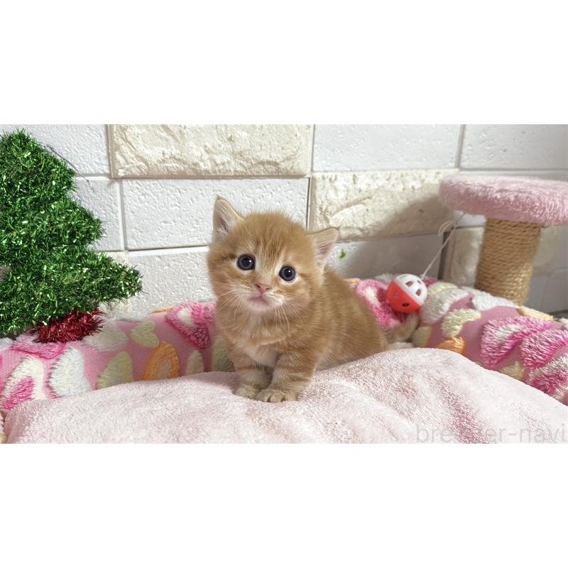 販売中の埼玉県のマンチカン(短足)-133578の10枚目