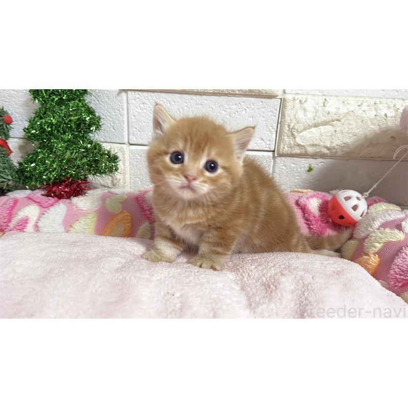 販売中の埼玉県のマンチカン(短足)-133578の9枚目