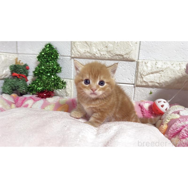 販売中の埼玉県のマンチカン(短足)-133578の8枚目