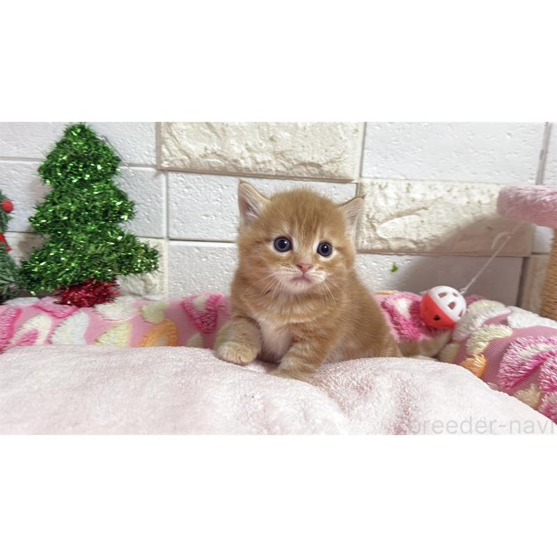 販売中の埼玉県のマンチカン(短足)-133578の7枚目