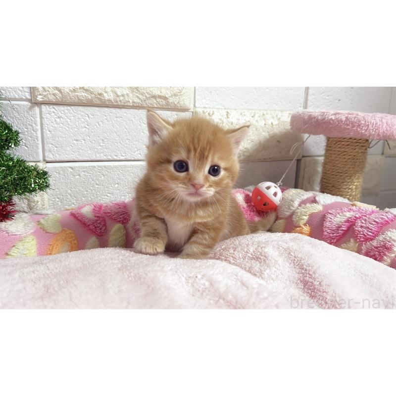 販売中の埼玉県のマンチカン(短足)-133578の6枚目