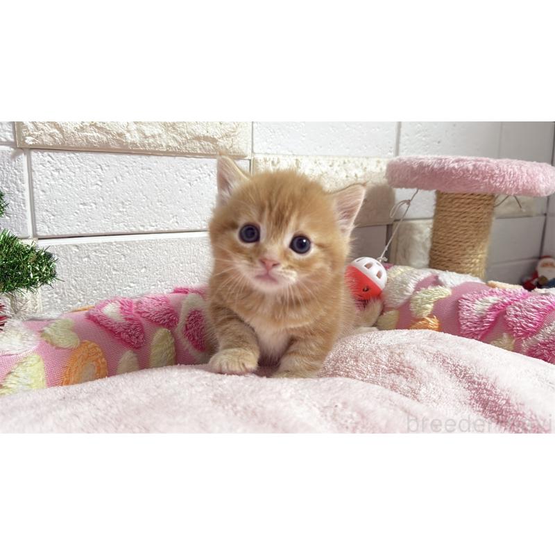 販売中の埼玉県のマンチカン(短足)-133578の5枚目