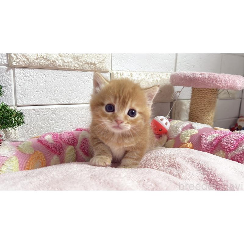 販売中の埼玉県のマンチカン(短足)-133578の4枚目