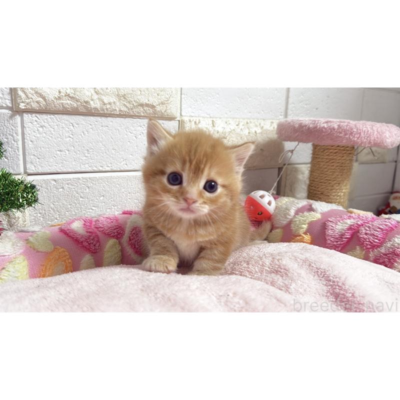 販売中の埼玉県のマンチカン(短足)-133578の3枚目