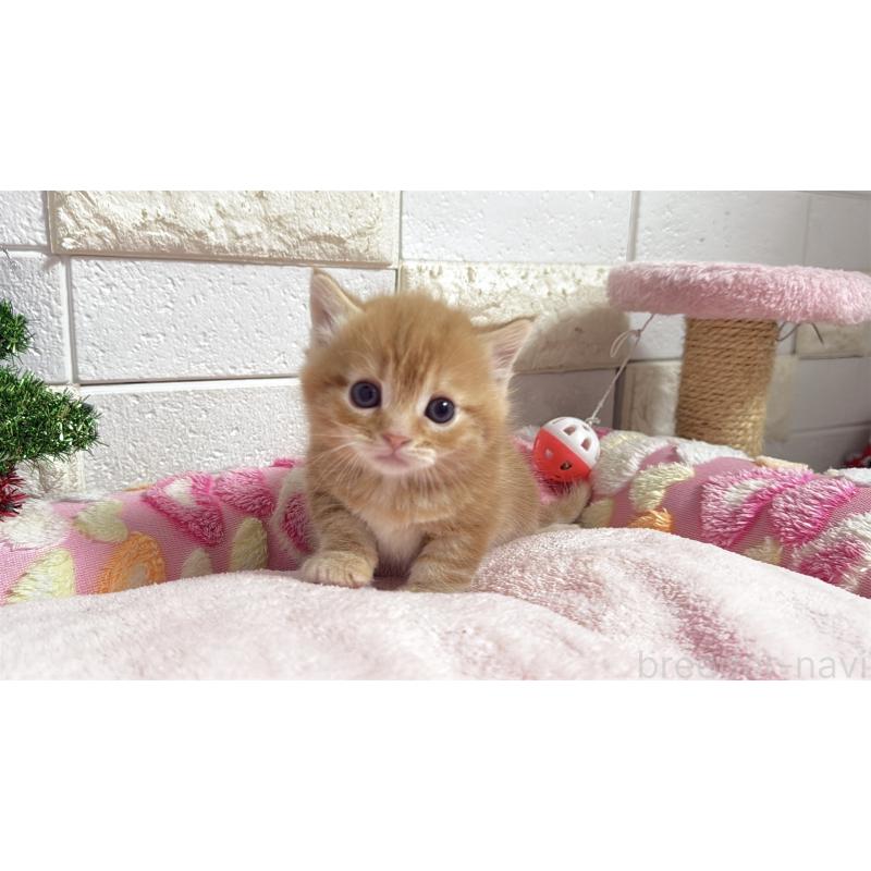 販売中の埼玉県のマンチカン(短足)-133578の2枚目