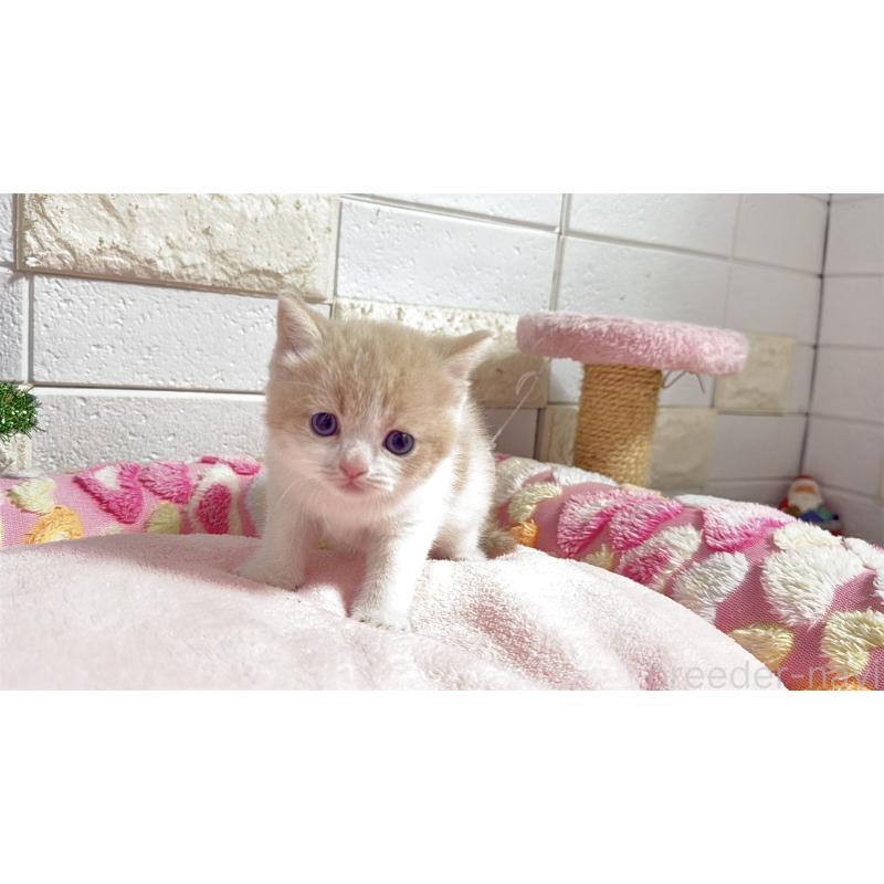 販売中の埼玉県のマンチカン(短足)-133579