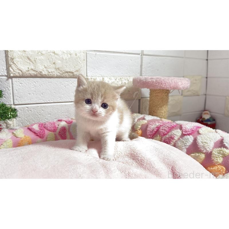 販売中の埼玉県のマンチカン(短足)-133579の11枚目