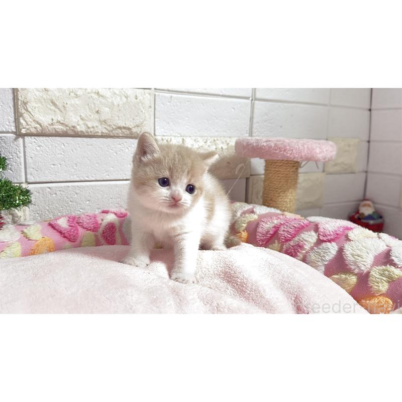 販売中の埼玉県のマンチカン(短足)-133579の10枚目