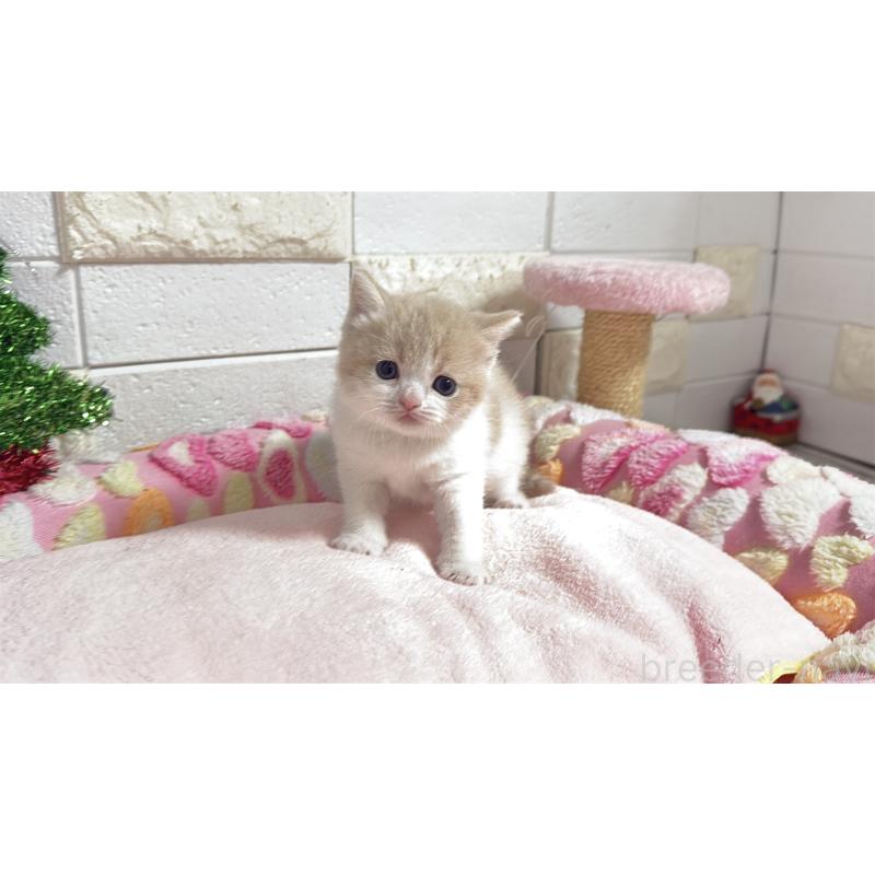 販売中の埼玉県のマンチカン(短足)-133579の9枚目