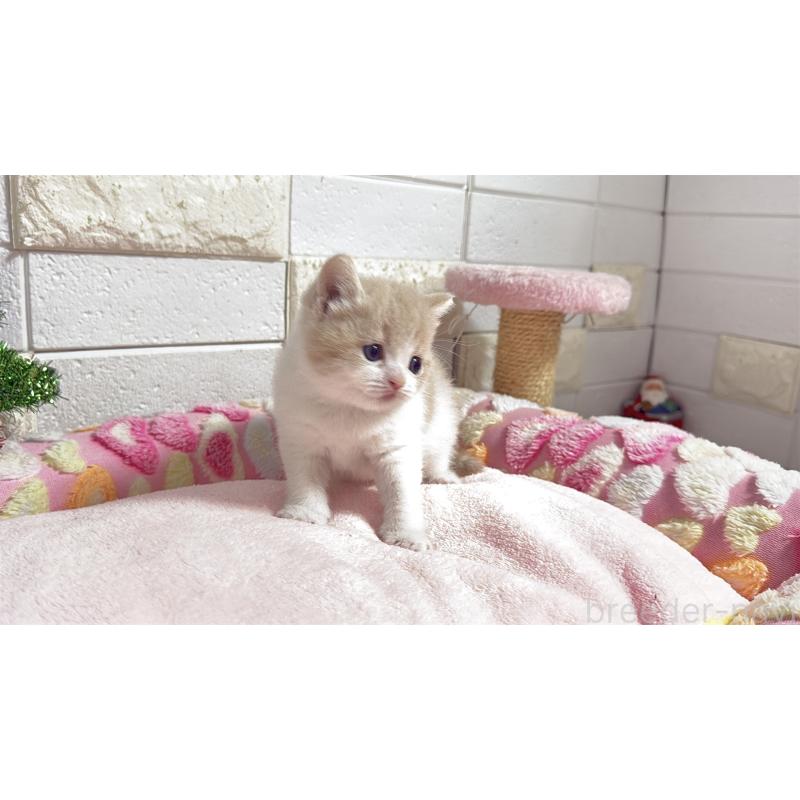 販売中の埼玉県のマンチカン(短足)-133579の8枚目