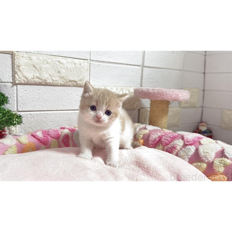 販売中の埼玉県のマンチカン(短足)-133579の7枚目