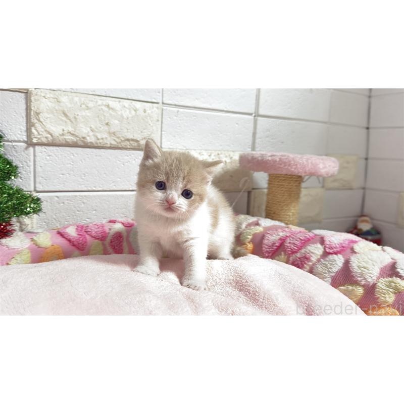 販売中の埼玉県のマンチカン(短足)-133579の6枚目