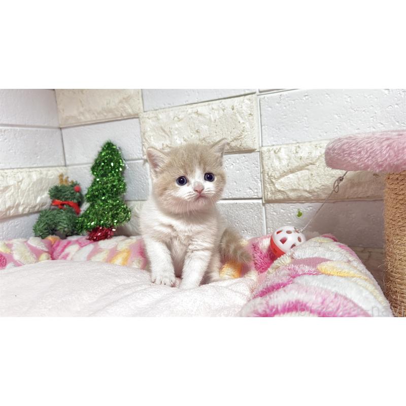 販売中の埼玉県のマンチカン(短足)-133579の5枚目